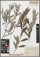 Foto von Salix alba L.
